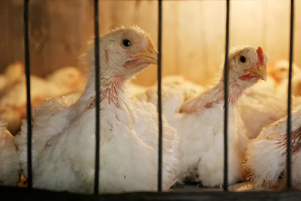 Hens in coop on chicken farm