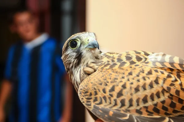 Lanner falcon indoors — Stock Photo, Image