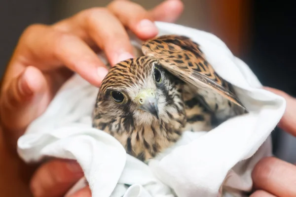 Lanner falcon — Stock Photo, Image