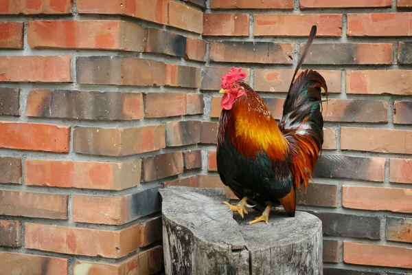 Rooster on stump — Stock Photo, Image