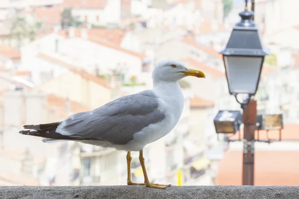 Seagull in stad — Stockfoto