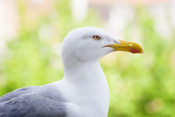 Seagull in nature — Stock Photo, Image