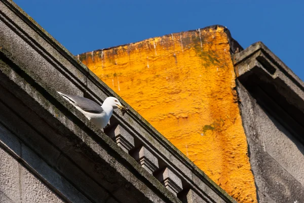 Seagull on building — Stock Photo, Image