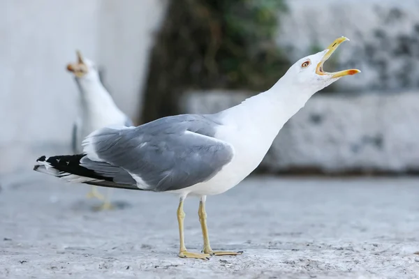 Seagull opening mouth — Stock Photo, Image