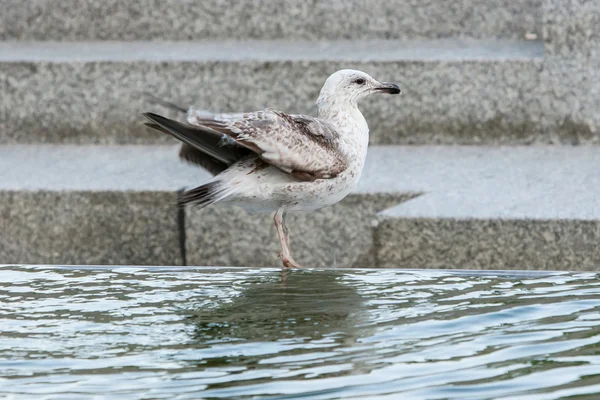 Seagull on water fountain — Stock Photo, Image