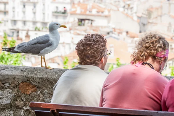 Seagull staande naast mensen — Stockfoto