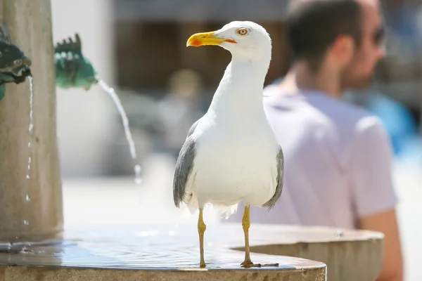 Mouette debout sur la fontaine — Photo