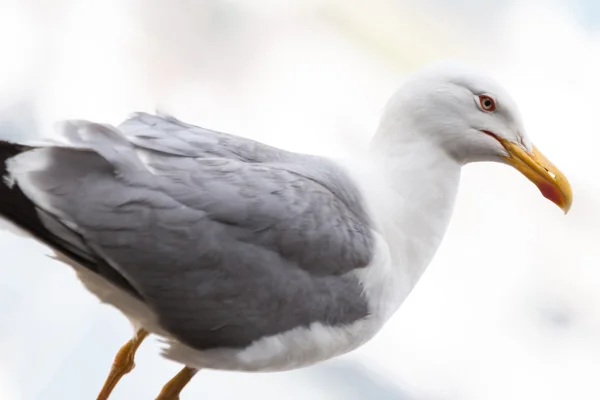 Gaivota em pé — Fotografia de Stock