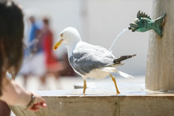 Gaivota andando na fonte de água — Fotografia de Stock