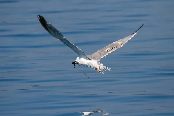 Seagull met vis in snavel — Stockfoto