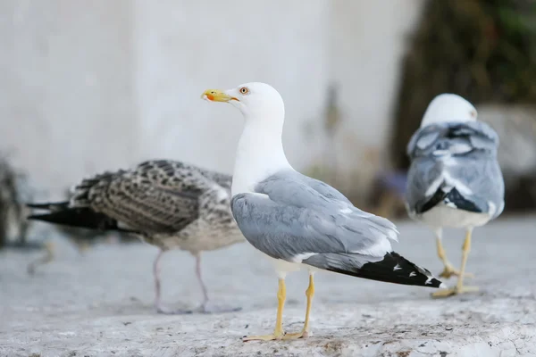 Seagulls on concrete — Stock Photo, Image