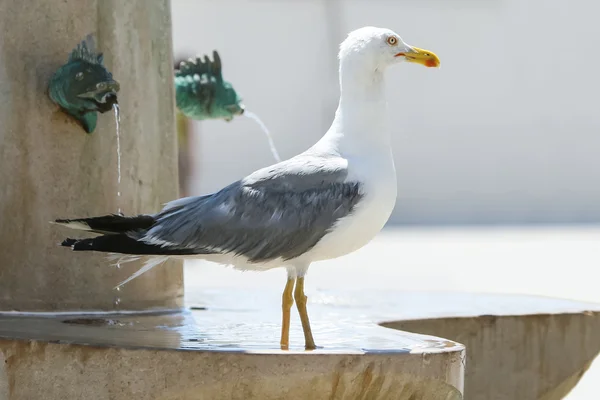 Side view of seagull on fountain — Stock Photo, Image