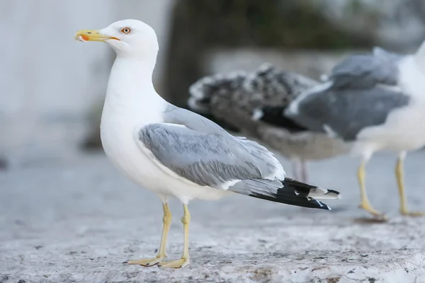 Zijaanzicht van zeemeeuw op beton — Stockfoto