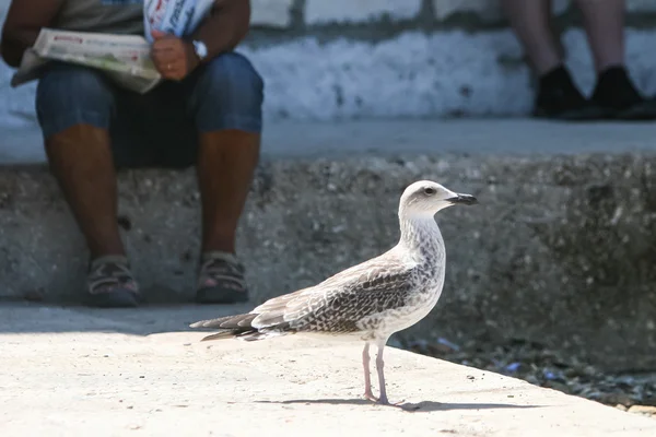 Seitenansicht der Möwe, die auf dem Boden steht — Stockfoto