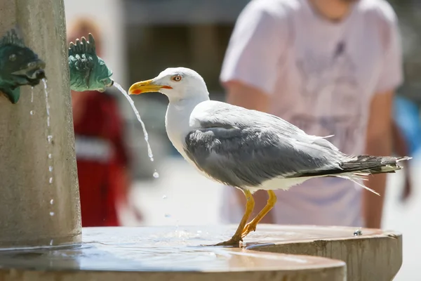 Widok z boku Seagull na fontanny wody — Zdjęcie stockowe