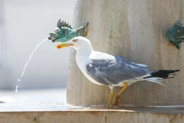 Side view of seagull standing on water fountain — Stock Photo, Image