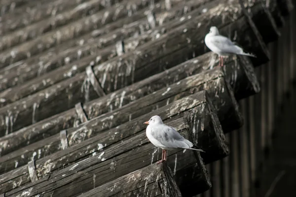 Dos gaviotas en el techo — Foto de Stock