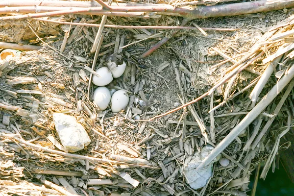 Uova di uccello nel nido — Foto Stock