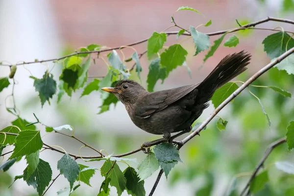 Blackbird на ветке — стоковое фото