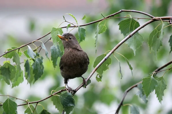 Blackbird stojící na větvi — Stock fotografie