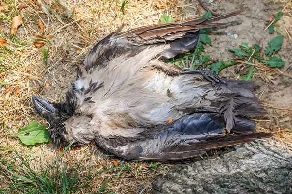 Dead crow — Stock Photo, Image