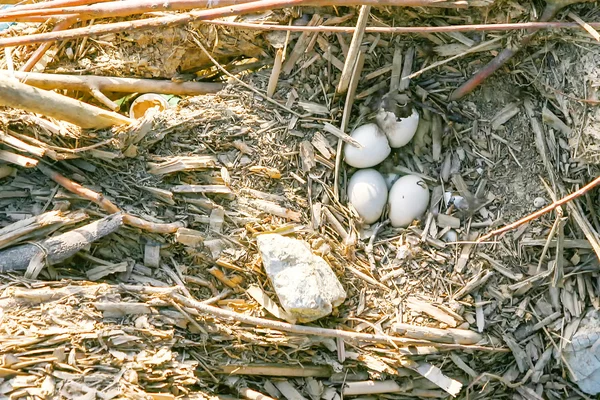 Huevos en nido de aves —  Fotos de Stock