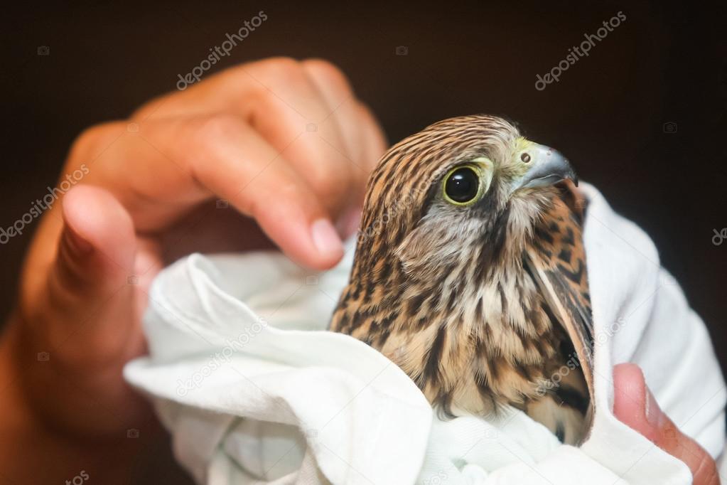Lanner falcon in human hands
