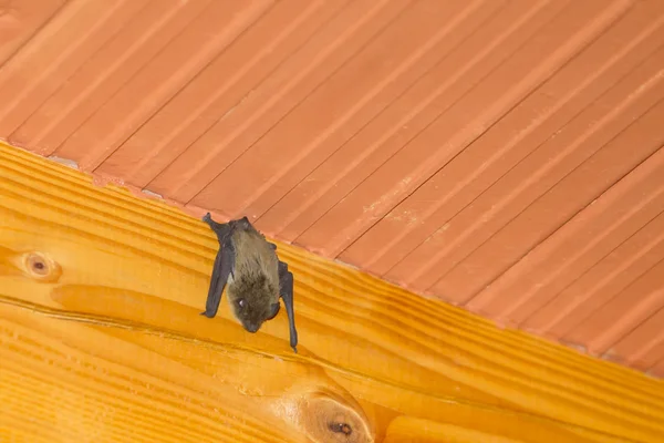 Bat hängande upp och ner på balk — Stockfoto