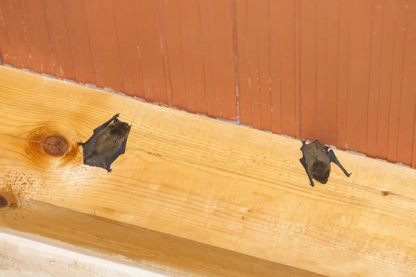 Летучие мыши висят на деревянной балке — стоковое фото