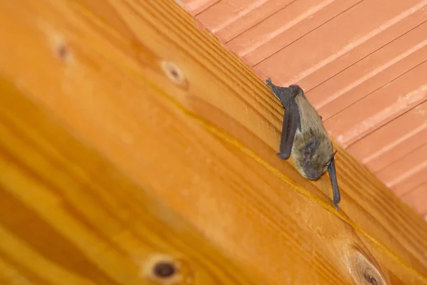 Летучая мышь висит вверх ногами на крыше — стоковое фото