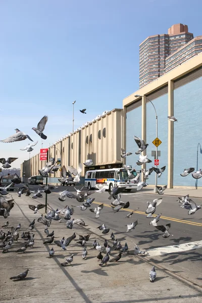 맨하탄에 비둘기 — 스톡 사진