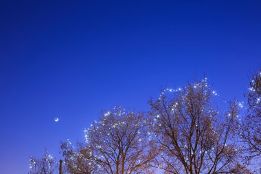 Zagreb ışıklı treetop