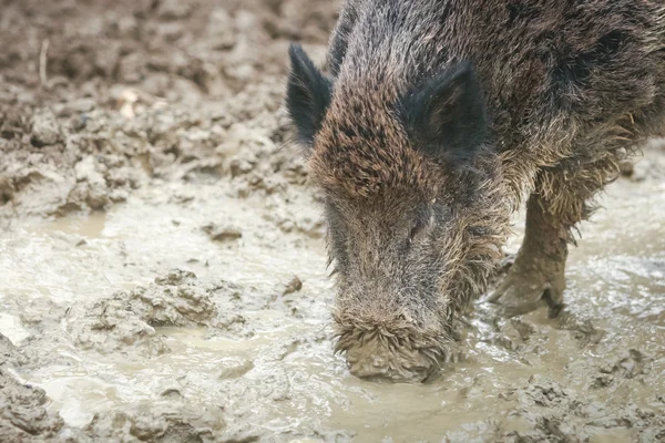 Divočák kopání bahno — Stock fotografie