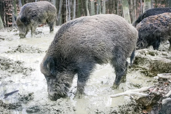 Porcos selvagens na lama — Fotografia de Stock