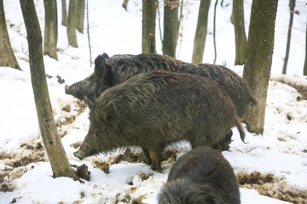 Three wild hogs in woods — Stock Photo, Image