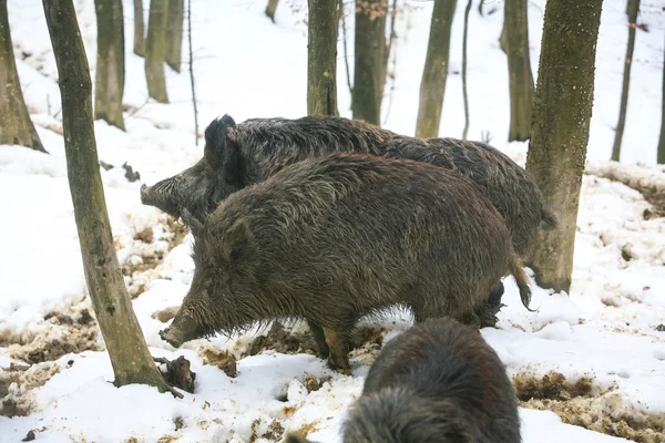 Drie wilde zwijnen in bos — Stockfoto