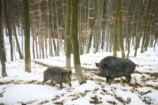 野猪在泥泞的雪 — 图库照片