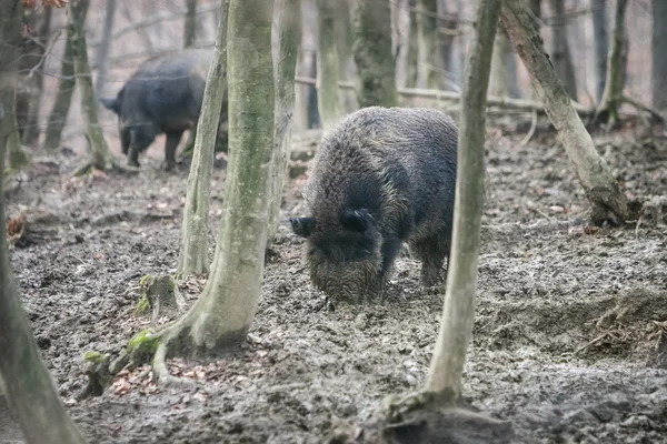 Wild hogs i skogen — Stockfoto