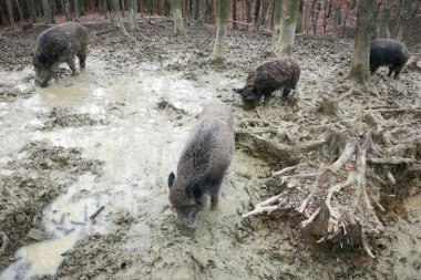 Wild boars in mud clipart