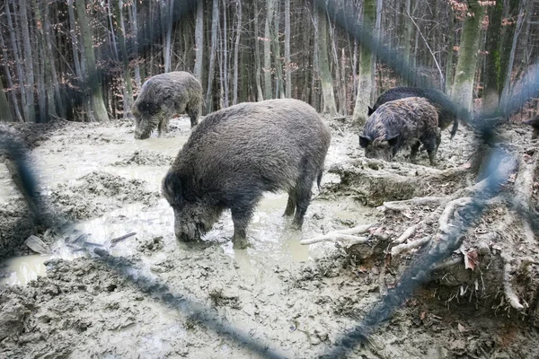 Gang Dzikich Wieprzy, poszukując pokarmu — Zdjęcie stockowe