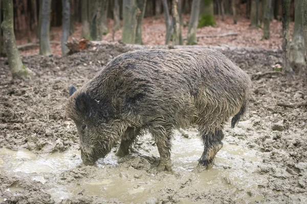 Wilde zwijnen in de modder — Stockfoto