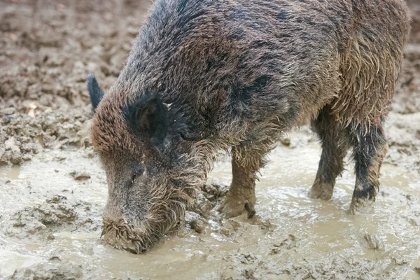 Wild hog digging mud — Stock Photo, Image