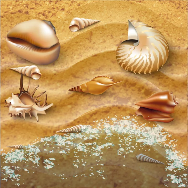 Set of sea-shells — Stock Vector