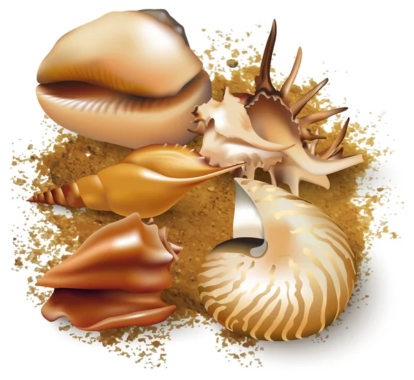 Sea shell — Stock Vector