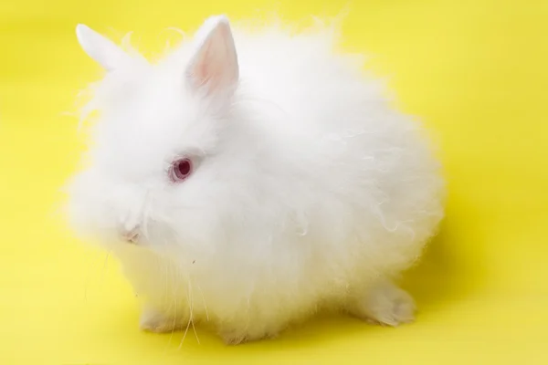 Baby des weißen Kaninchens auf gelbem Hintergrund — Stockfoto