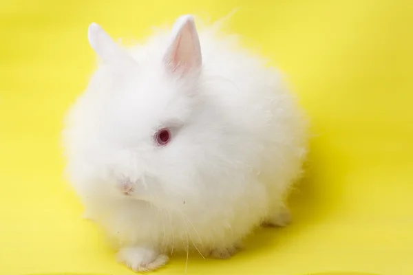 在黄色背景上的白色兔子的宝贝 — 图库照片