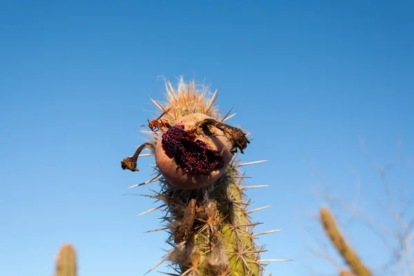 Polistes canadensis, comúnmente conocida como la avispa de papel rojo, en el fruto del cactus brasileño xique xique. Caatinga — Foto de Stock