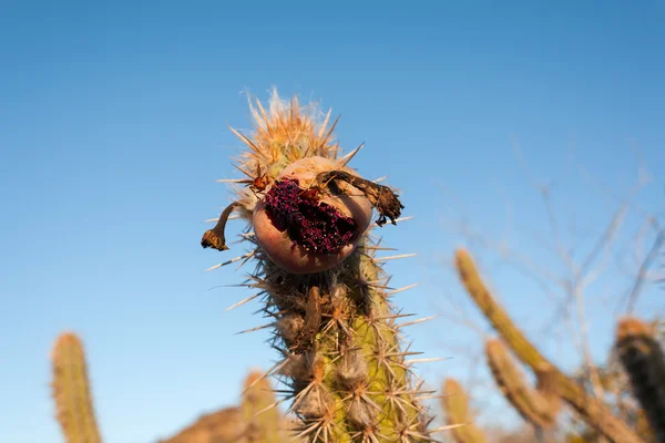 Polistes canadensis, beter bekend als de rode papier wesp, in de vrucht van de Braziliaanse cactus - xique xique. Caatinga — Stockfoto