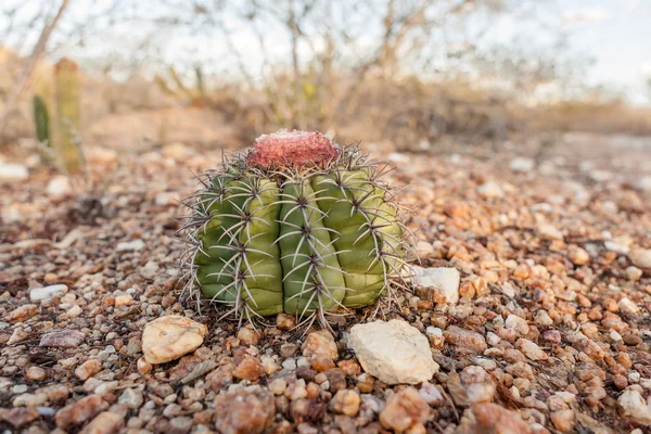 Melonkaktussläktet bahiensis allmänt känd som "coroa de frade" är en kaktus från biome Caatinga, Brasilien. — Stockfoto