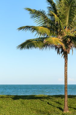 Bir Hindistan cevizi ağacı tropikal plajda, çimlere canlı mavi gökyüzü